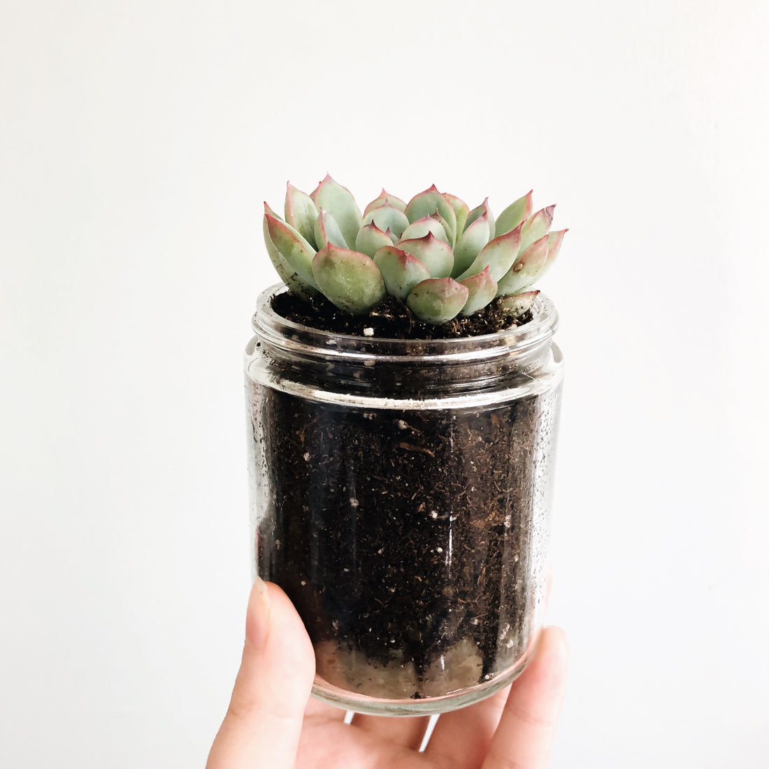 candle jar reused as succulent planter